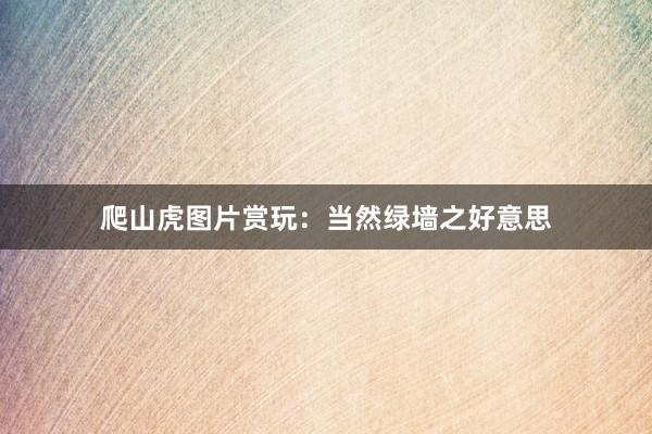 爬山虎图片赏玩：当然绿墙之好意思